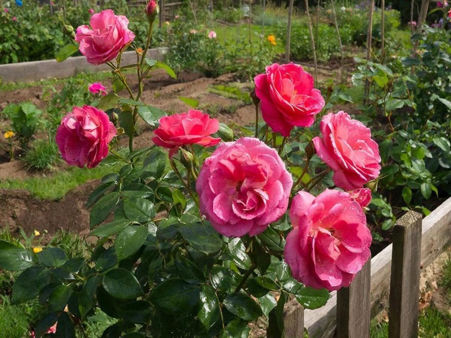 Самые неприхотливые розы для дачи — к весне таких саженцев уже не найти