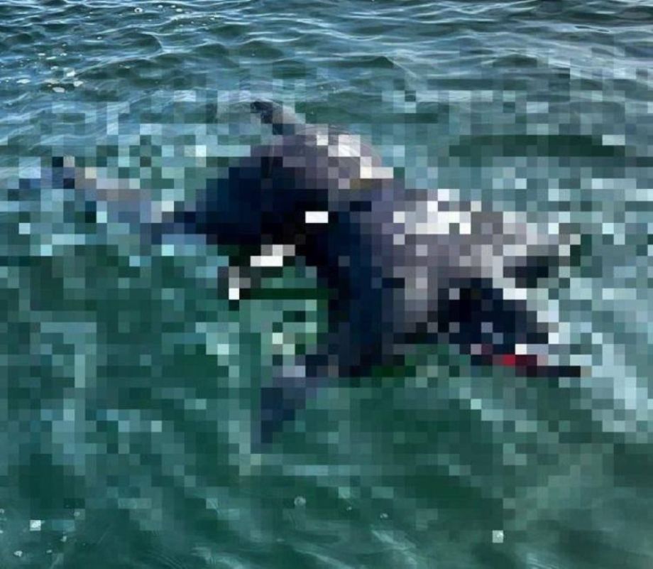 Тело молодого дайвера обнаружили на острове Русском