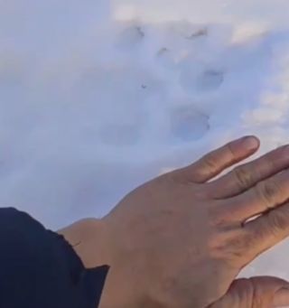 Приморцы вновь заметили следы тигра