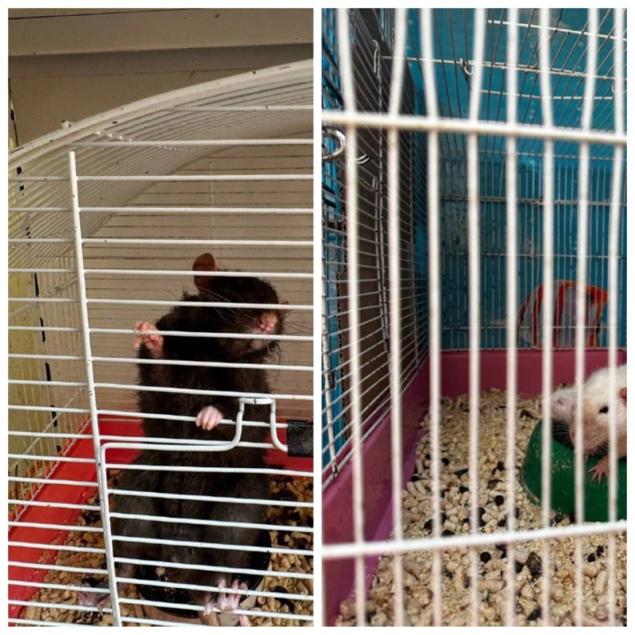 Во Владивостоке требуют проверить зоомагазин из‑за жалоб на жестокое обращение с животными