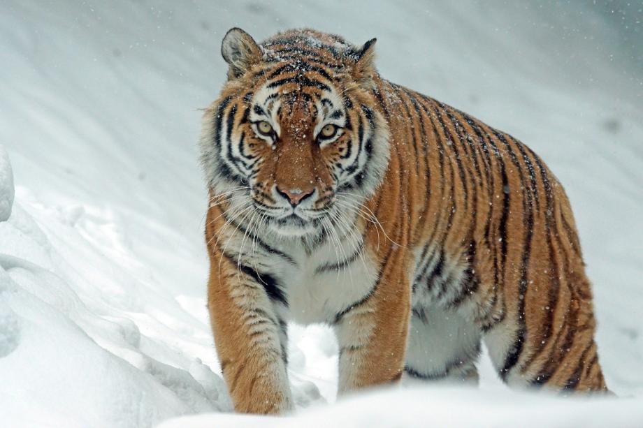 Фото: pixabay.com | Приморцам напомнили о том, как себя вести при встрече с тигром