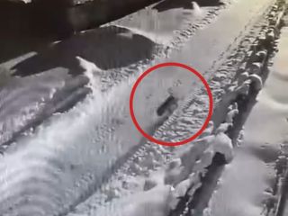 Еще один: тигра заметили на горнолыжной базе в Приморье