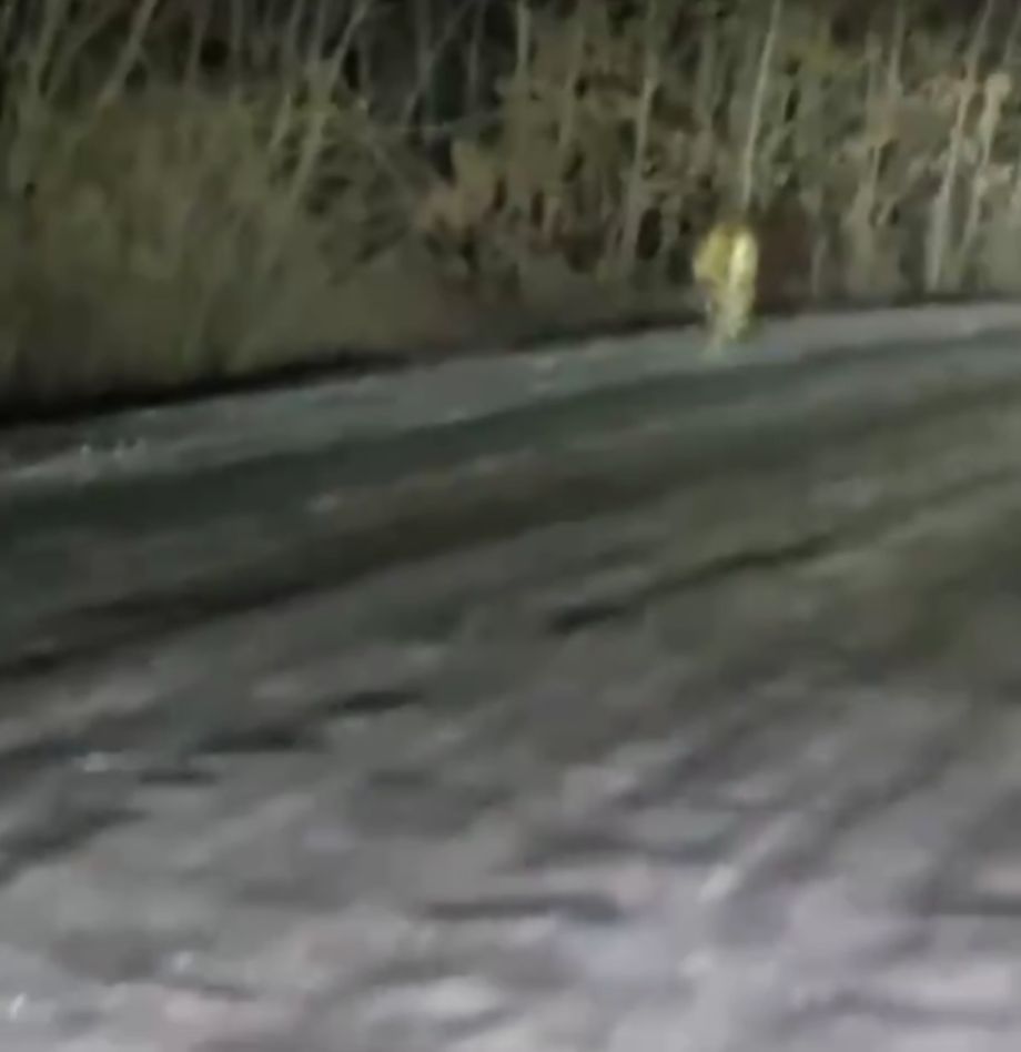 Хищник на дороге: приморец столкнулся с тигром ночью на трассе