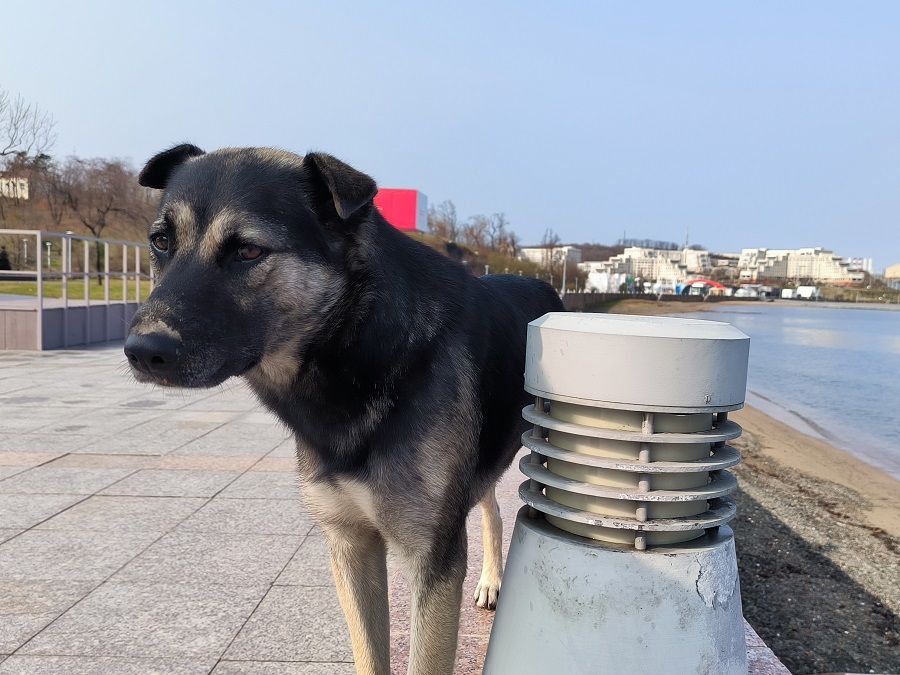 Вопрос хвостом: почему проблема с бездомными животными до сих пор не решилась