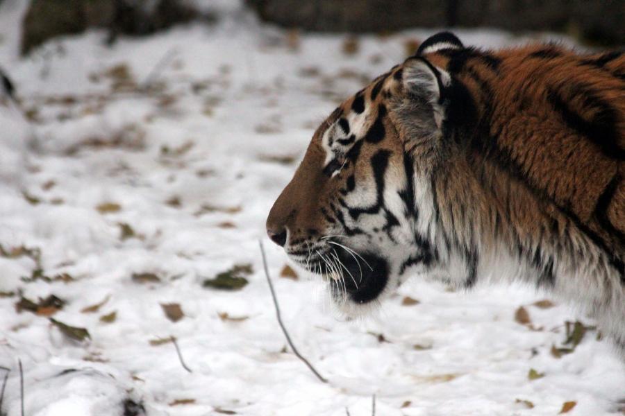 Фото: pixabay.com | Приморец встретил тигра недалеко от Владивостока