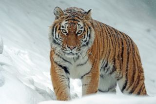 Виноват «Аристократ»? Отлову тигров в Приморье мешают бродячие собаки