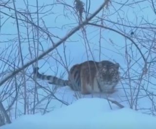 «Котик, мы тебя искали» — жители Приморья случайно встретили тигра у дороги