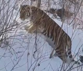 Тигр после отлова снова появился рядом с селом в Приморском крае