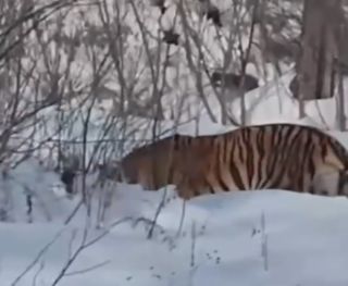 Уже подошел к жилью: тигр с ошейником был пойман дважды в Приморье
