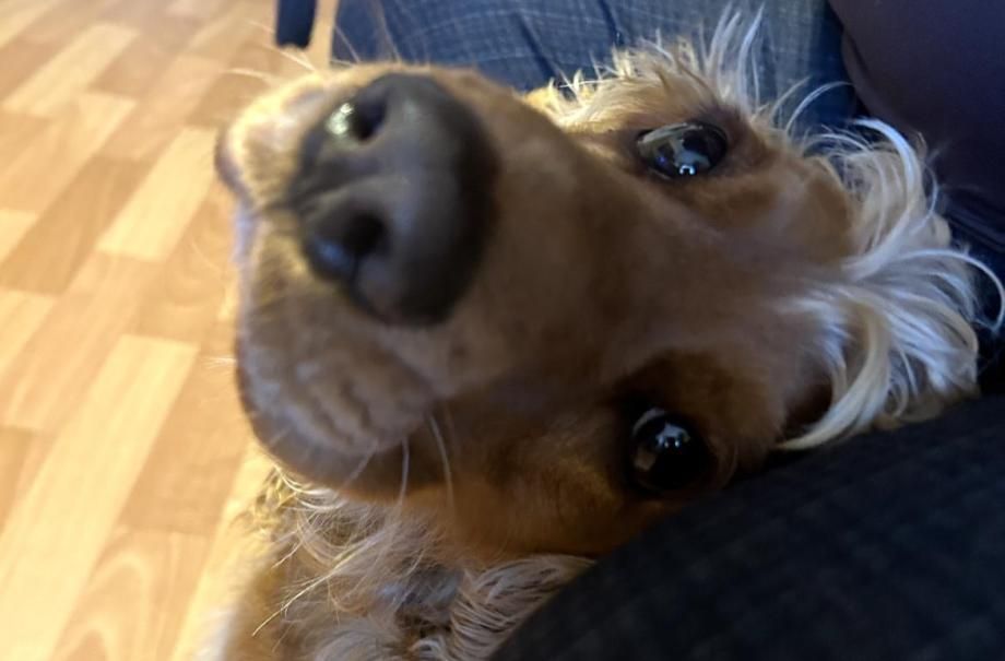 Не грызут мебель и не воняют псиной: лучшие породы собак для квартиры