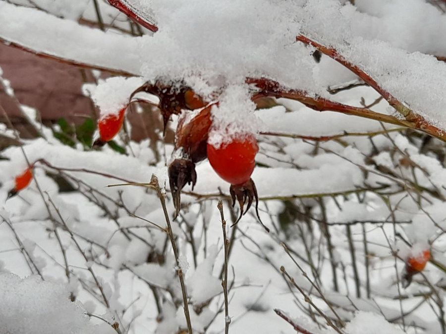 Приморье накроют сильные морозы с последующим потеплением
