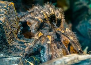 Фото: пресс-служба Приморского океанариума. | В Приморье появился застенчивый паук