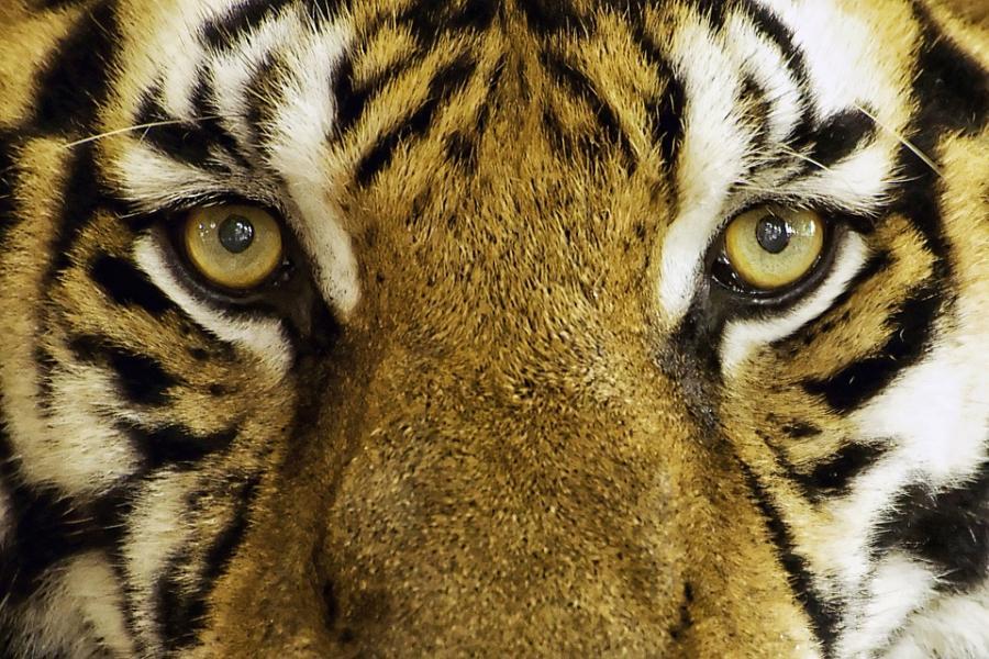 В Хабаровском крае застрелили тигрицу