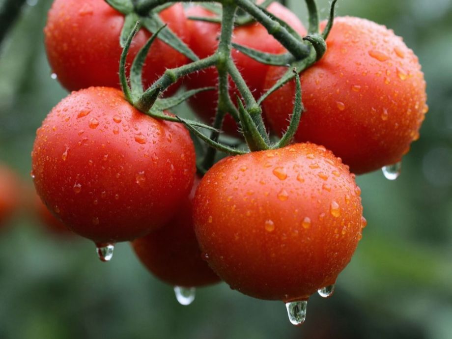 Дачники прячут названия этих сортов: томаты, которые приносят урожай как сумасшедшие