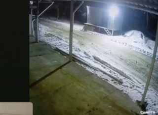 Тигр напал на собаку в селе Барабаш: хищника зафиксировали камеры