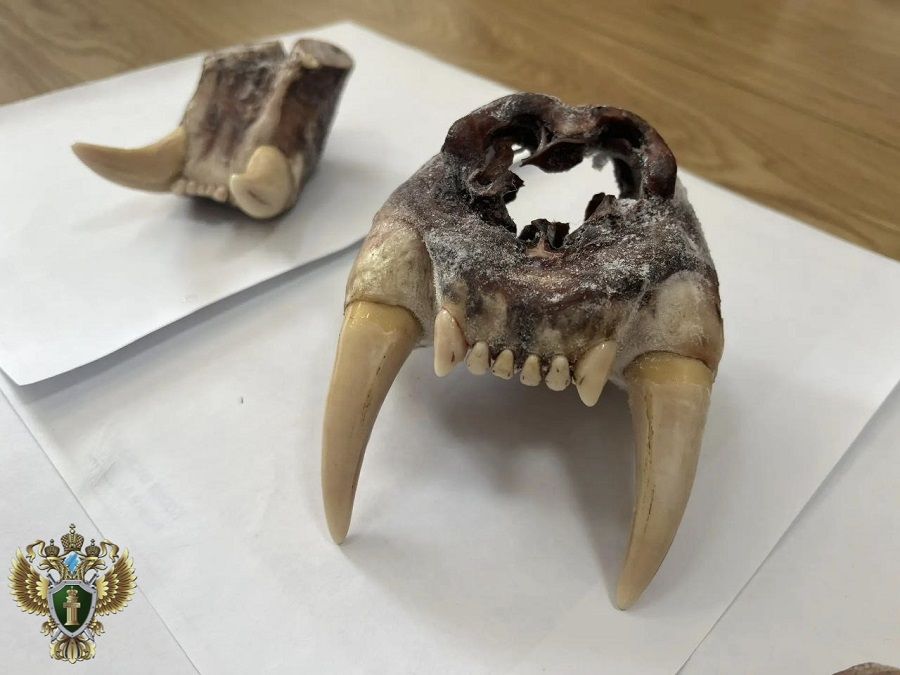 Приморский суд оценит очередную попытку вывезти тигра в Китай по частям