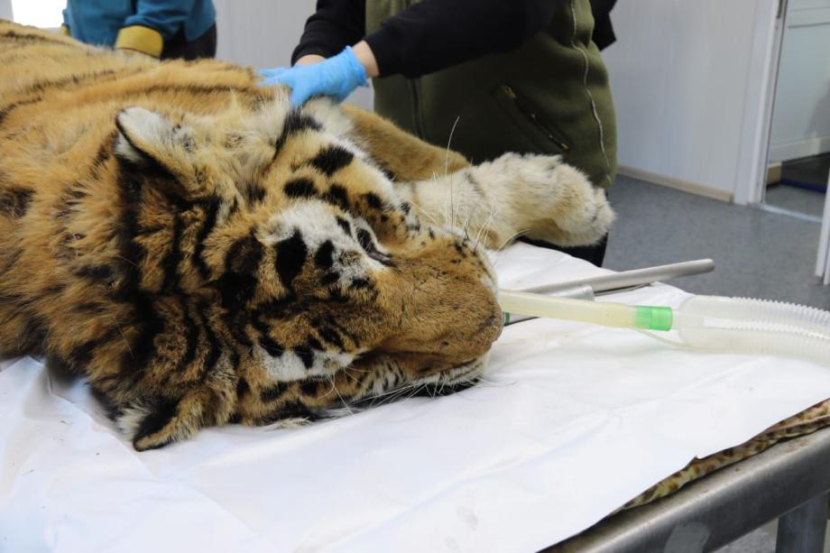 Фото: центр реабилитации "Тигр" | Решение принято. Специалисты рассказали, что будет с травмированным тигром, отловленным в Дмитриевке