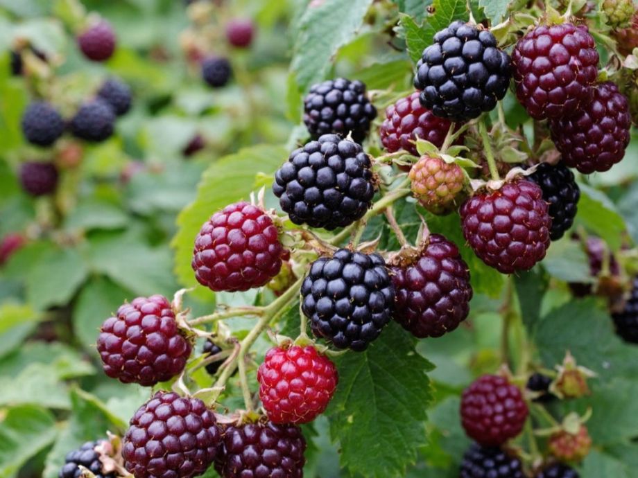 Ежемалина не подведёт: секрет выращивания самой благодарной ягоды на участке