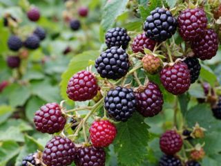 Ежемалина не подведёт: секрет выращивания самой благодарной ягоды на участке