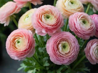 Аромат накрывает весь участок за считанные дни: цветок, который становится главным