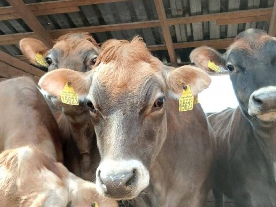 Сколько заплатили за ущерб от амурских тигров в 2025 году