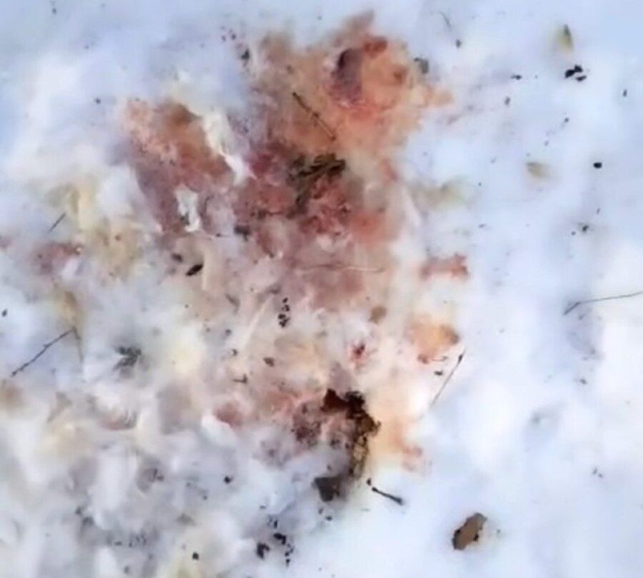 Жители села в Хасанском округе жалуются на набеги леопарда