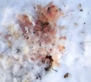 Жители села в Хасанском округе жалуются на набеги леопарда