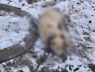 «Просто поохотился». Тигр задавил собаку в приморском селе, где ранее уже отловили конфликтного хищника