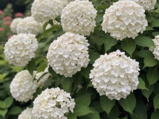 Цветёт непрерывно и выглядит как сахарная вата: кустарник, который цветёт дольше всех