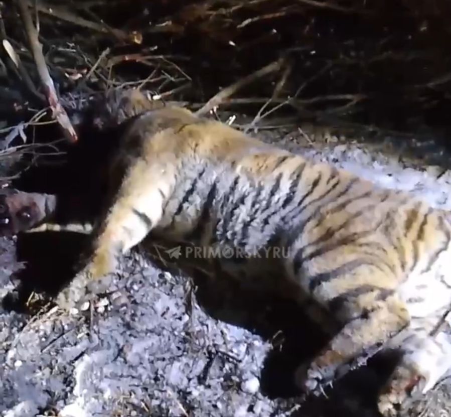 Восьмого тигра отловили в Приморском крае с начала 2026 года