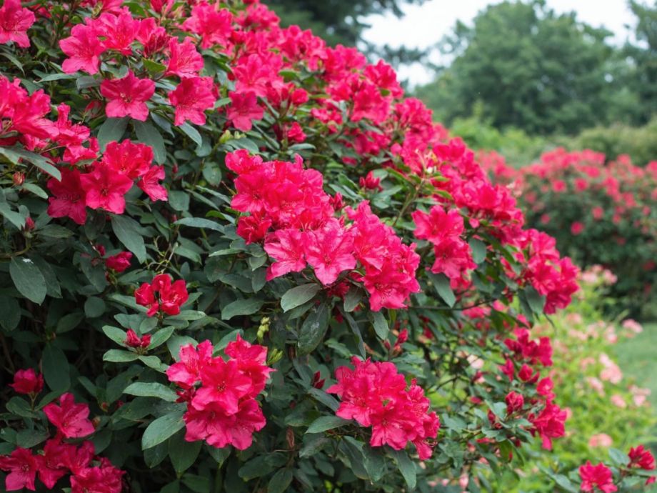 Сад вспыхнет алыми шапками: цветок, который растёт сам и не просит ни воды, ни ухода