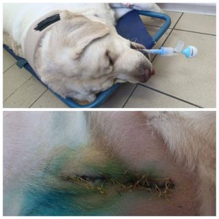 Хозяин агрессивных собак терроризирует двор во Владивостоке: жители бьют тревогу