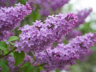 Запахнет весной: синоптики назвали дату ухода лютых морозов