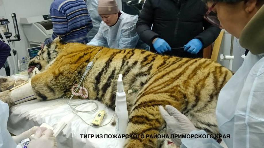 Фото: центр «Амурский тигр» | Приморские ветеринары сделали неутешительные выводы о состоянии конфликтных тигров