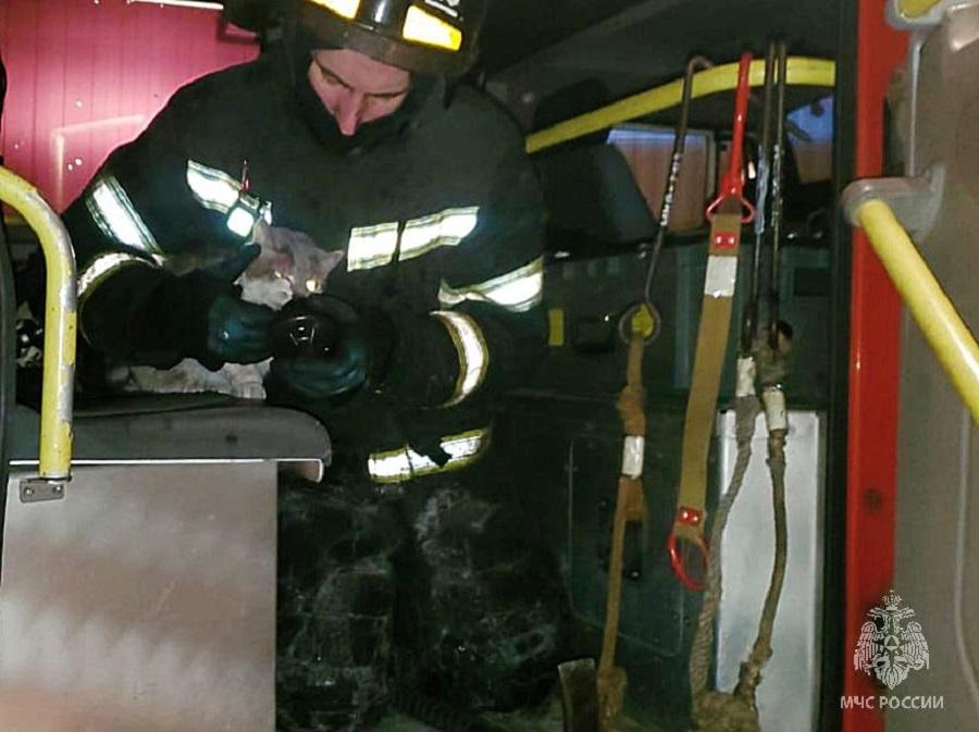 Фото: МЧС Приморья | Забрал безжизненное тело. Во Владивостоке пожарный спас кота