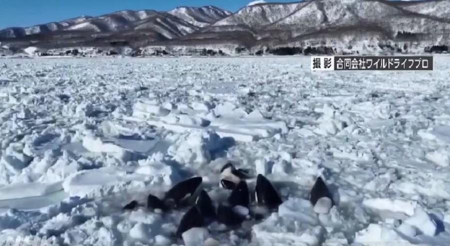 Фото: кадр видео | Счет идет на сутки... Более десяти косаток могут погибнуть во льдах в Японском море