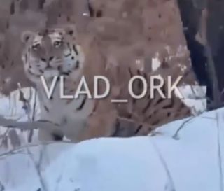Упитанный амурский тигр замечен вблизи Уссурийска