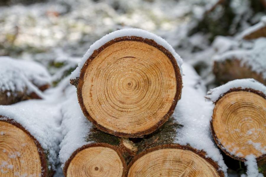 Члены ОПГ пытались незаконно вывезти из Приморья лесоматериалы стоимостью более 14 миллионов рублей