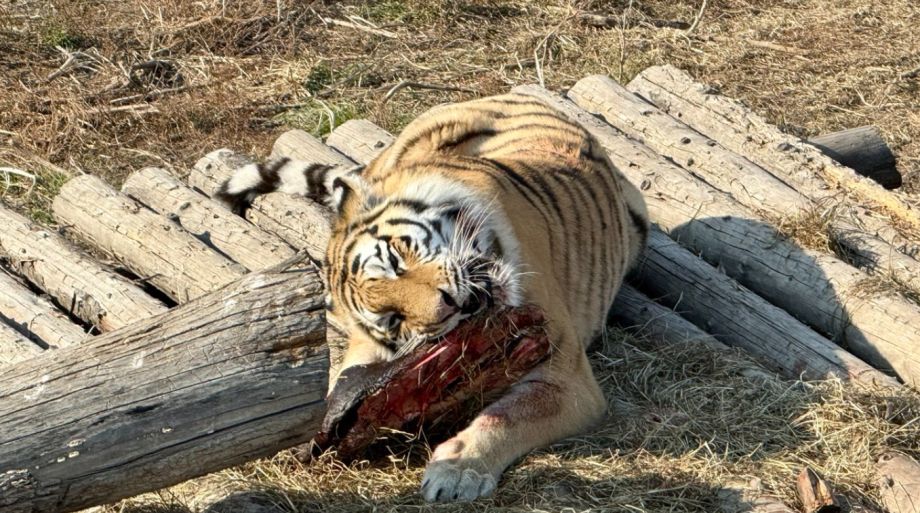 Загрыз коров и лошадь: тигр держит в страхе приморское село