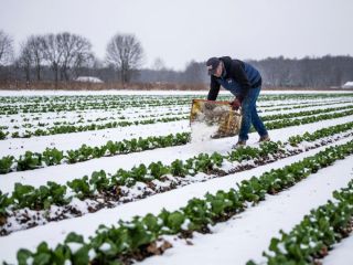 Мощнее золы, дрожжей и навоза: чем осыпать грядки в феврале для двойного урожая
