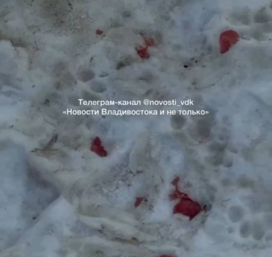 Смертельная угроза во дворах: во Владивостоке Вторая Речка усыпана крысиным ядом