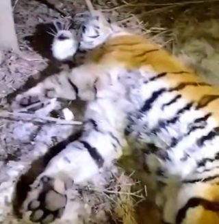 Девятый тигр с начала года пойман в Приморском крае