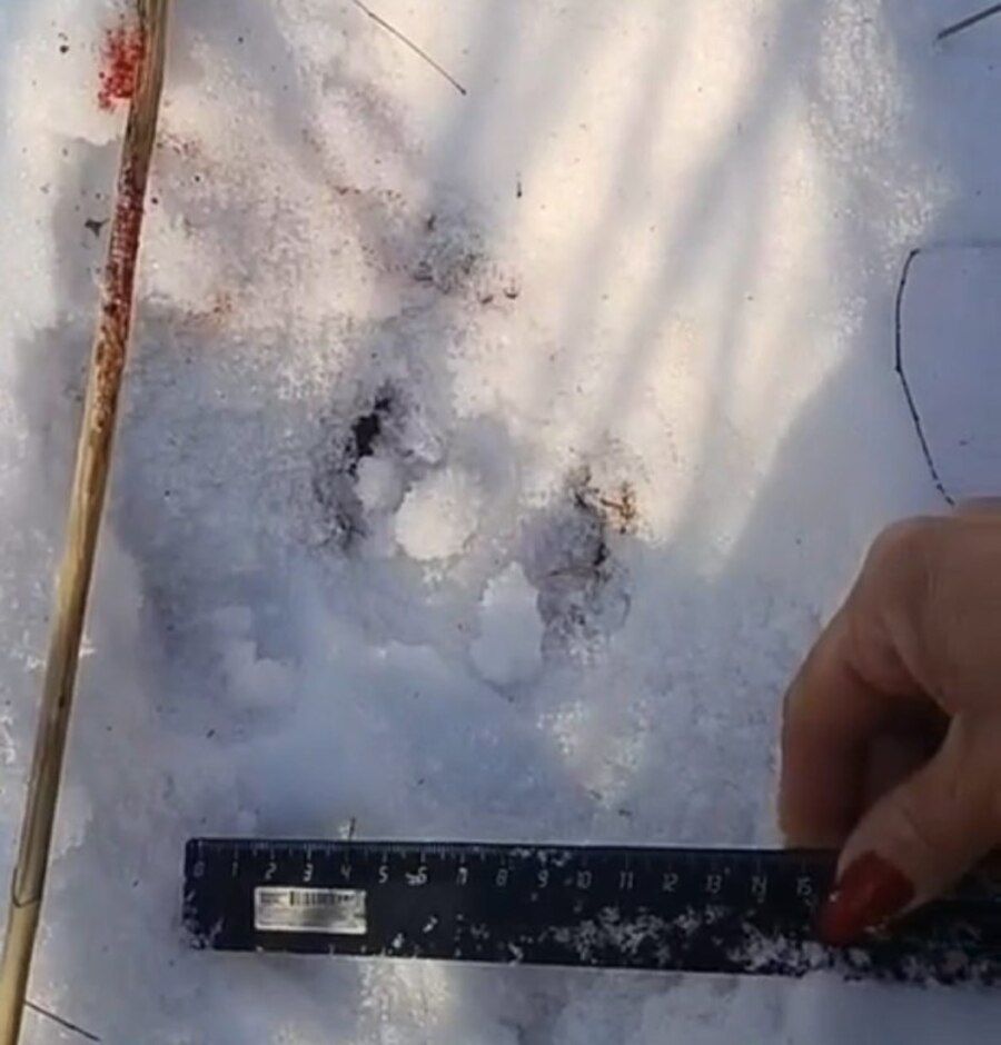 Жители приморского села боятся выходить из домов из-за тигра