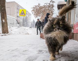 Фото: pexels.com | Засыпало снегом: за 4 дня в Хабаровском крае выпало до 70% месячной нормы осадков