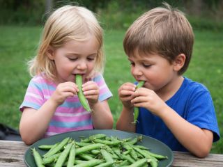 Дети едят прямо с грядки и просят добавки: секрет посадки гороха скрыт в одной детали