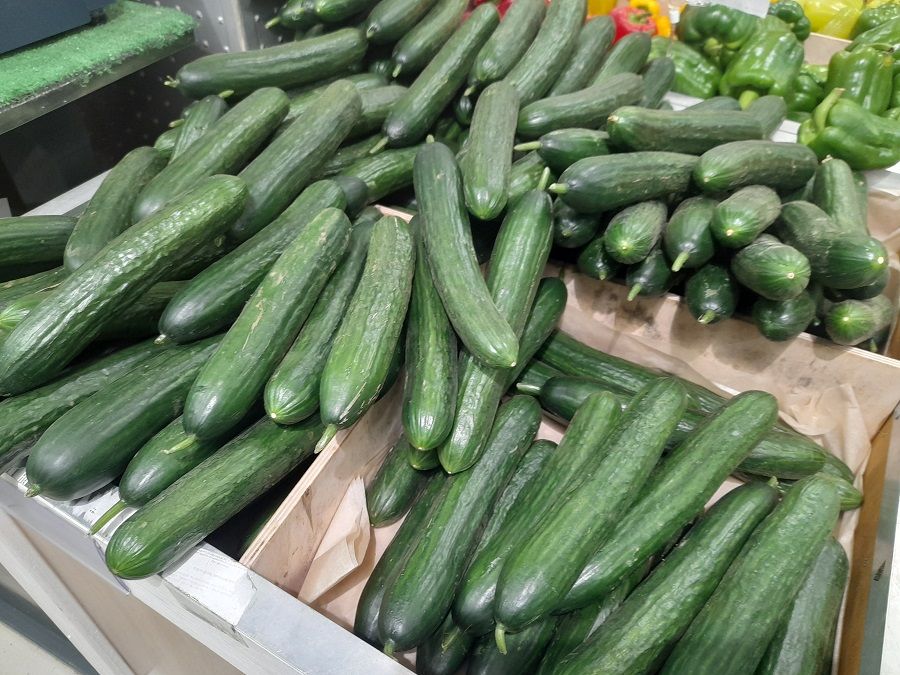 Огурцы в Приморье находятся в «зелёной зоне»