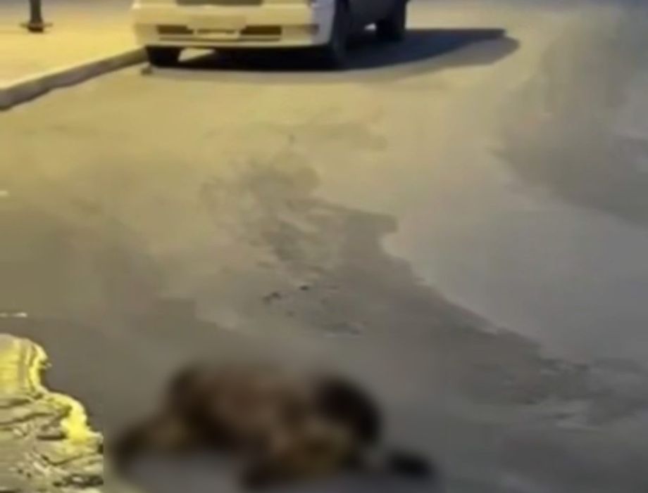 Неизвестный травит собак на улицах города в Приморье