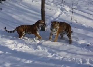 «Скоро будут тигрятки»: в Приморье всемирно известный тигр Амур и его невеста Уссури стали героями видео 18+