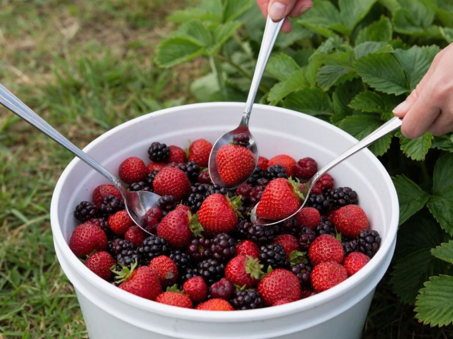 Три ложки в воду — и ведро ягод с куста: клубника идёт в наступление уже весной