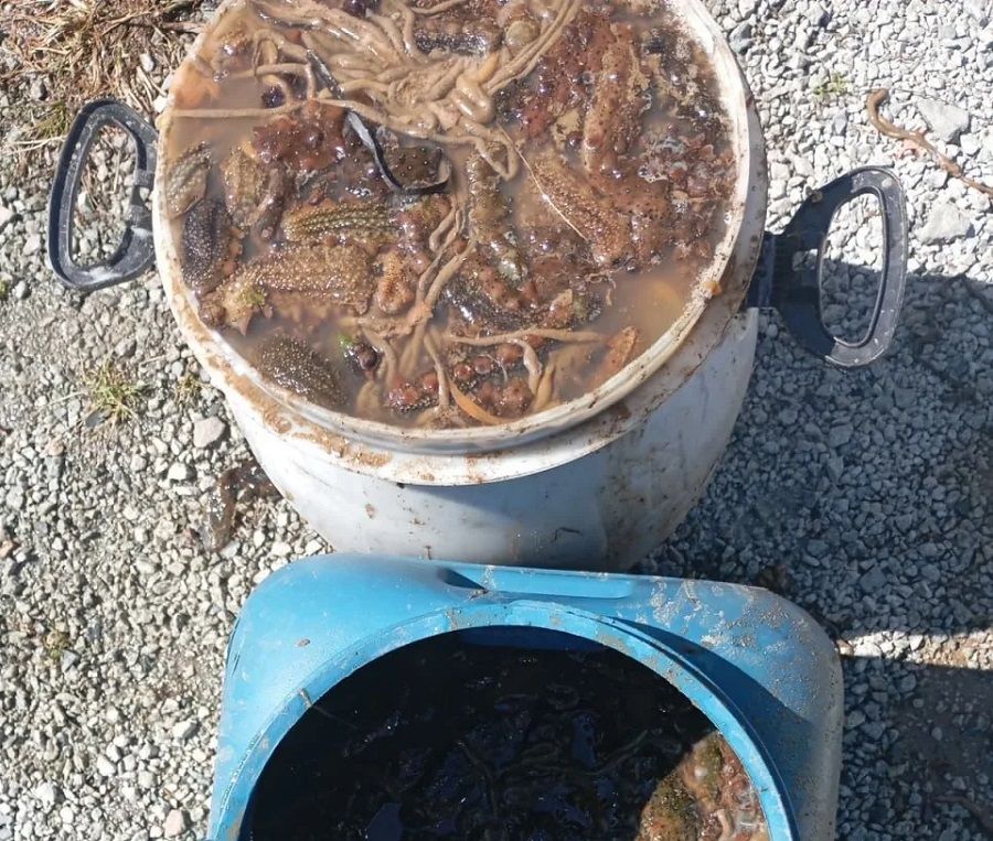 Браконьер из Владивостока получил срок за «морские огурцы»